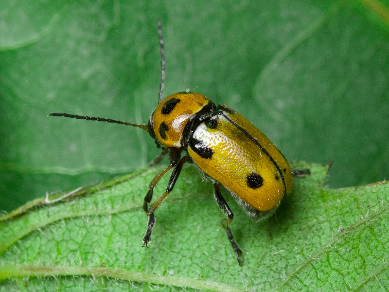 Cryptocephalus (Asionus) quatuordecimmaculatus Schneider, 1792